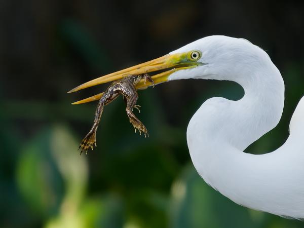 Grote zilverreiger (Ardea alba)